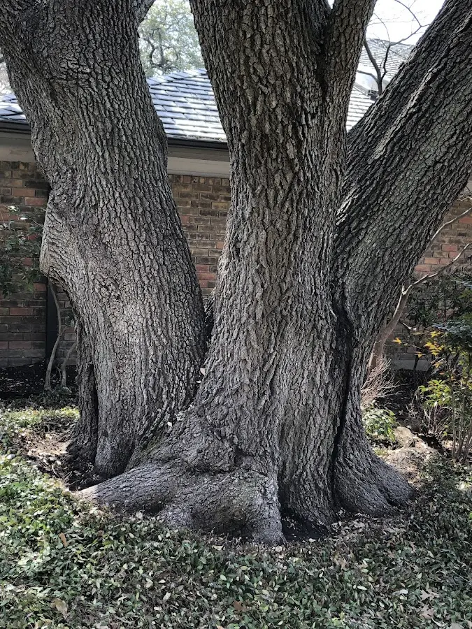 Mature heritage tree close to a Rough And Ready property cared for by certified arborists